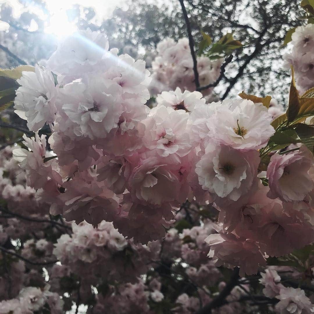 アリシア・デブナム・キャリーのインスタグラム：「Today I died and went to Heaven. 🍒🌸 Sakura!」