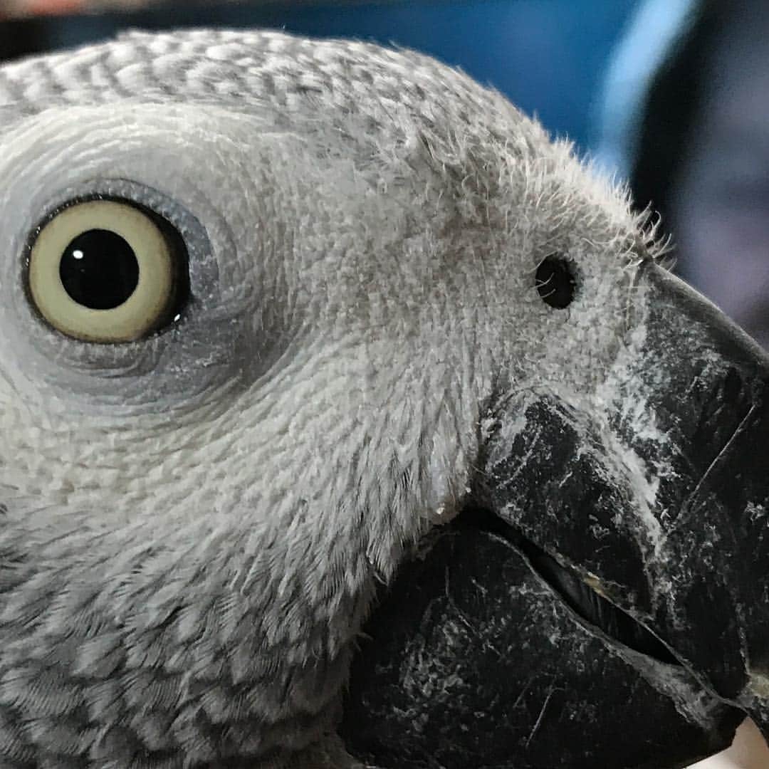 内田美奈子のインスタグラム：「どアップくろえさん  #africangrayparrot #parrot #ヨウム ‪#じゃんくろ ‬」