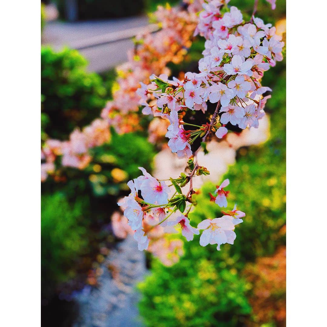 辰巳奈都子さんのインスタグラム写真 - (辰巳奈都子Instagram)「今年最後の桜picです 今年はたくさん見れました ここは世田谷区の緑道🌱 ・ ・  今日は4月にもかかわらず北海道で雪が降ったとか❄️ 今日は東京で突風が吹きました🌪  まだ東北の方は桜は咲いてないですか？  皆さんが早く綺麗な桜を見られますように🌸  The final pic of cherry blossoms of this year.I saw a lot of cherry blossoms many difference places.👀 This is usual sight,usual road in setagaya-ku.Apparently it was snowing in Hokkaido even though April now.I t was blowing a gale in tokyo.Have your cherry blossoms out yet?I hope you'll have pretty cherry blossoms🧚🏻‍♂️🧚🏻‍♀️ #cherryblossoms #walk #around #usual #sight  #pic #finally #april #tokyo  #桜 #世田谷 #いつもの #散歩 道👭」4月6日 21時50分 - tatsumi_natsuko