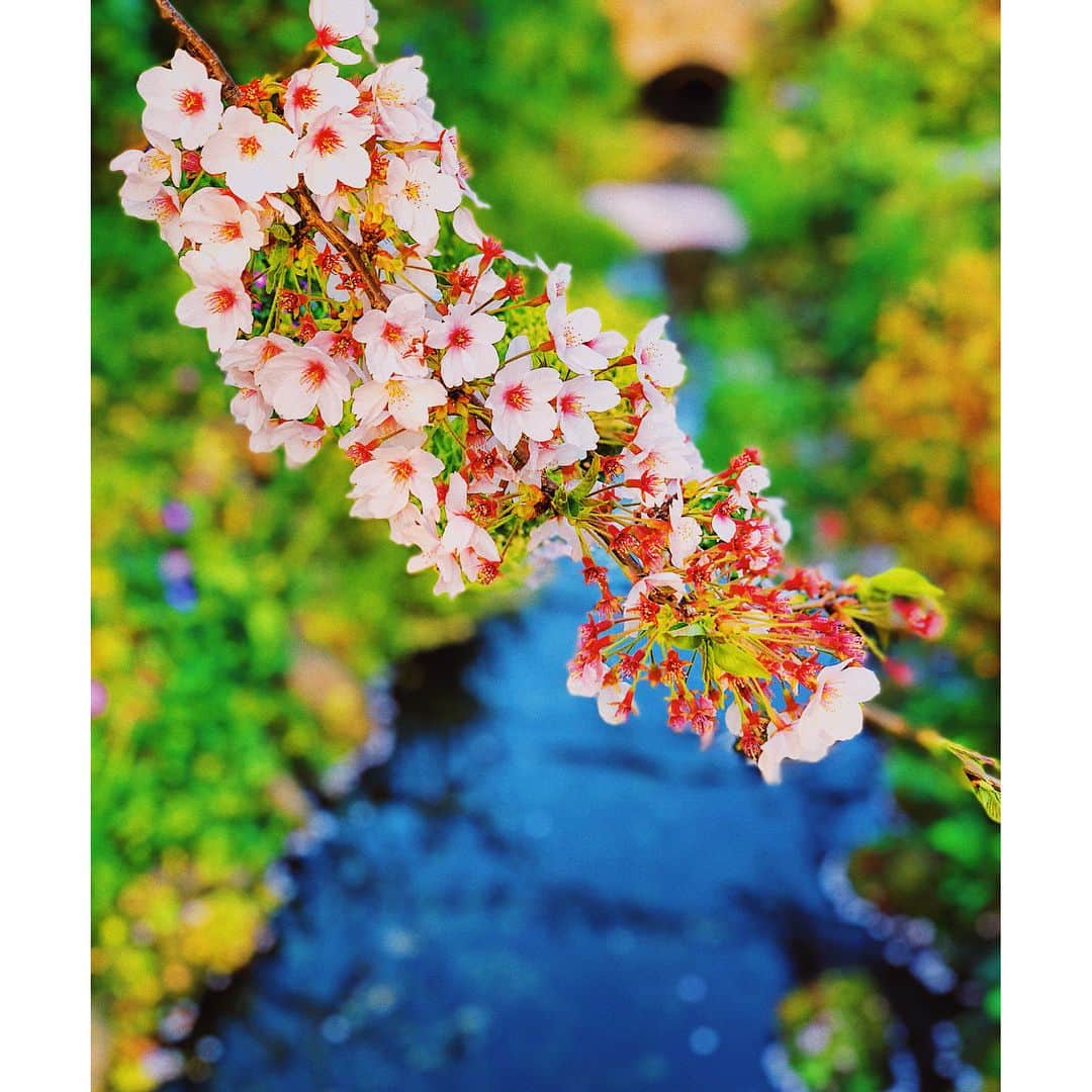 辰巳奈都子さんのインスタグラム写真 - (辰巳奈都子Instagram)「今年最後の桜picです 今年はたくさん見れました ここは世田谷区の緑道🌱 ・ ・  今日は4月にもかかわらず北海道で雪が降ったとか❄️ 今日は東京で突風が吹きました🌪  まだ東北の方は桜は咲いてないですか？  皆さんが早く綺麗な桜を見られますように🌸  The final pic of cherry blossoms of this year.I saw a lot of cherry blossoms many difference places.👀 This is usual sight,usual road in setagaya-ku.Apparently it was snowing in Hokkaido even though April now.I t was blowing a gale in tokyo.Have your cherry blossoms out yet?I hope you'll have pretty cherry blossoms🧚🏻‍♂️🧚🏻‍♀️ #cherryblossoms #walk #around #usual #sight  #pic #finally #april #tokyo  #桜 #世田谷 #いつもの #散歩 道👭」4月6日 21時50分 - tatsumi_natsuko