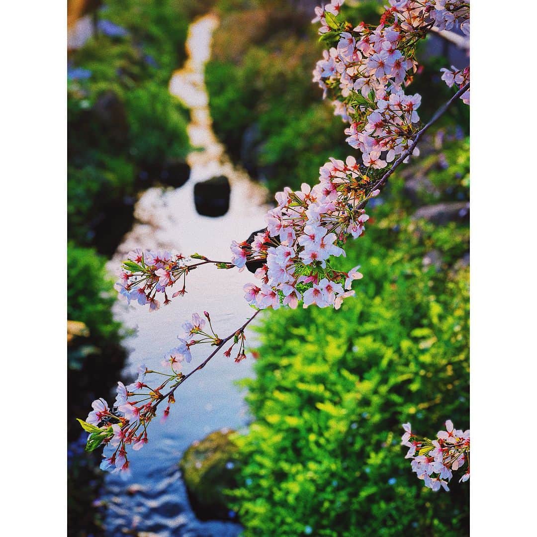 辰巳奈都子さんのインスタグラム写真 - (辰巳奈都子Instagram)「今年最後の桜picです 今年はたくさん見れました ここは世田谷区の緑道🌱 ・ ・  今日は4月にもかかわらず北海道で雪が降ったとか❄️ 今日は東京で突風が吹きました🌪  まだ東北の方は桜は咲いてないですか？  皆さんが早く綺麗な桜を見られますように🌸  The final pic of cherry blossoms of this year.I saw a lot of cherry blossoms many difference places.👀 This is usual sight,usual road in setagaya-ku.Apparently it was snowing in Hokkaido even though April now.I t was blowing a gale in tokyo.Have your cherry blossoms out yet?I hope you'll have pretty cherry blossoms🧚🏻‍♂️🧚🏻‍♀️ #cherryblossoms #walk #around #usual #sight  #pic #finally #april #tokyo  #桜 #世田谷 #いつもの #散歩 道👭」4月6日 21時50分 - tatsumi_natsuko