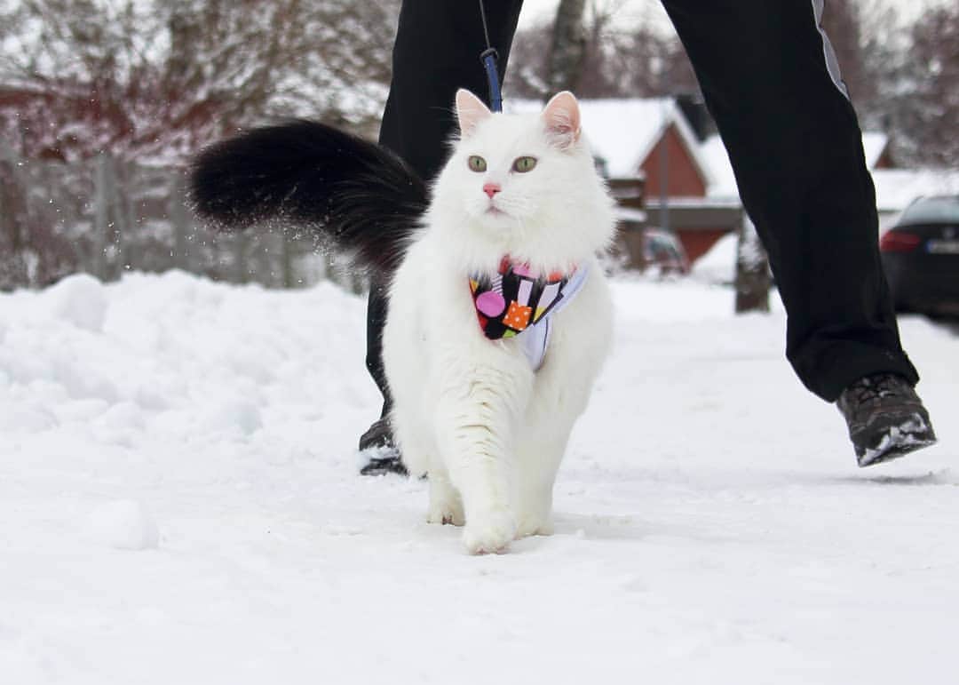 Swedish Cat Mafiaのインスタグラム