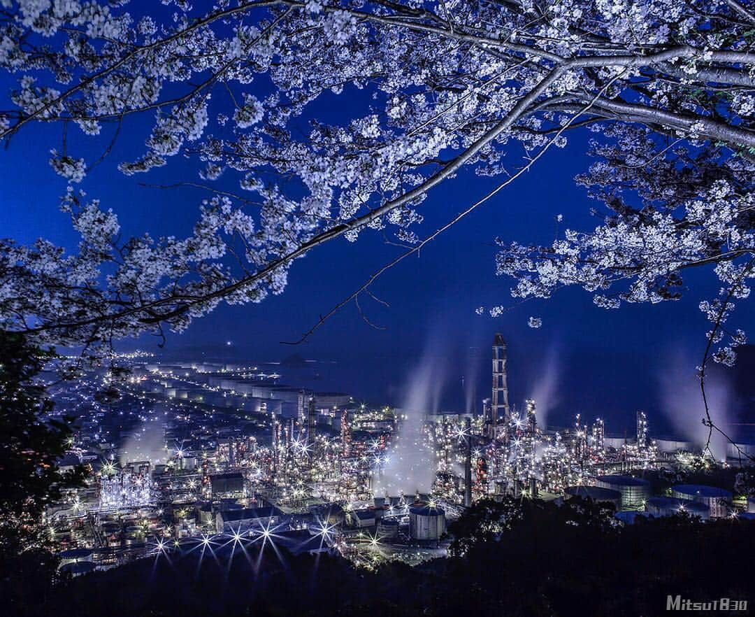 Mitsuさんのインスタグラム写真 - (MitsuInstagram)「Location : 🇯🇵Wakayama 今年は4分咲きくらいから散り始めまで4回登りました😅 年々枝が折れて減ってるのが悲しい限り。 . #有田市 #桜 #工場夜景 #jxtgエネルギー和歌山製油所  #factory_shotz #factorynightview #i_love_kj#instagood #instagramjapan #IGersJP #tokyocameraclub #moodygrams #artofvisual #japan_of_insta #team_jp_ #bestjapanpics #ig_worldclub #wu_japan #kf_gallery_vip」4月7日 19時03分 - mitsut830