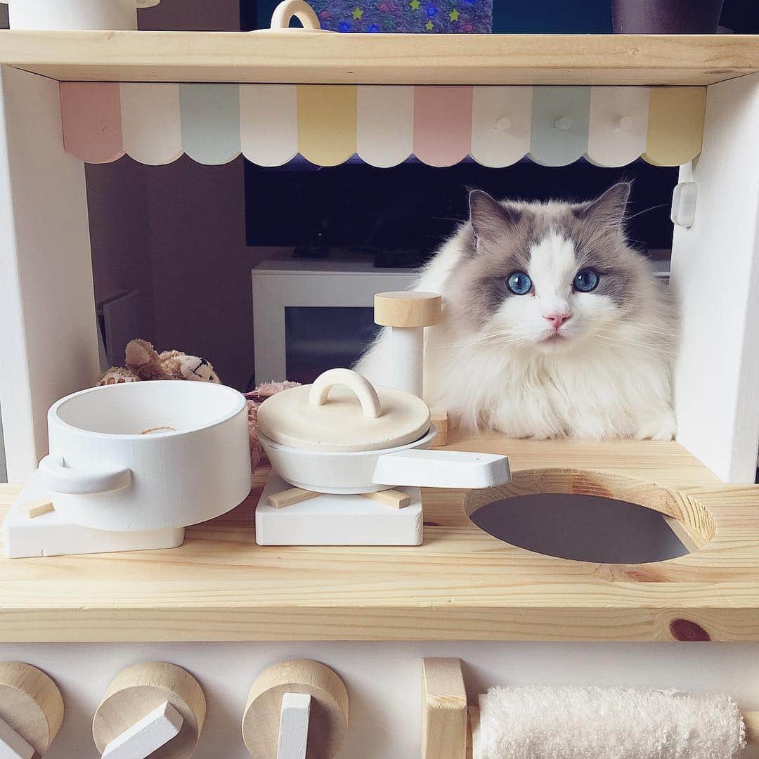 ポテトのインスタグラム：「すいませーん😃ツナのクレープくださーい🌯 #ragdoll #ragdollcat #ragdollsofinstagram #instaragdoll #instacat #instagramcats #catsofinstagram #catlove #adorable #aww #pet #cat #neko #ラグドール #猫 #ネコ #ねこ #ねこ部」