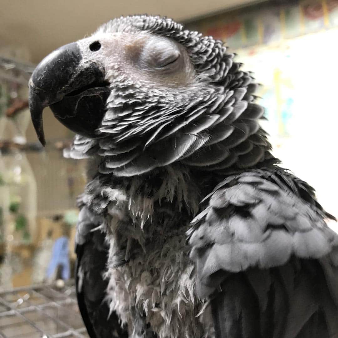 内田美奈子のインスタグラム：「シャワー後のドライヤーが気持ちよすぎる  #africangrayparrot #parrot #ヨウム ‪#じゃんくろ ‬」