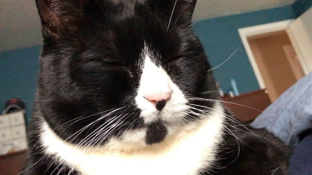 Tuxedo Cat Brosのインスタグラム：「Want to hear the best sound in the world? Volume up for the sweet, sweet purrs of Ben. ❤️😻」