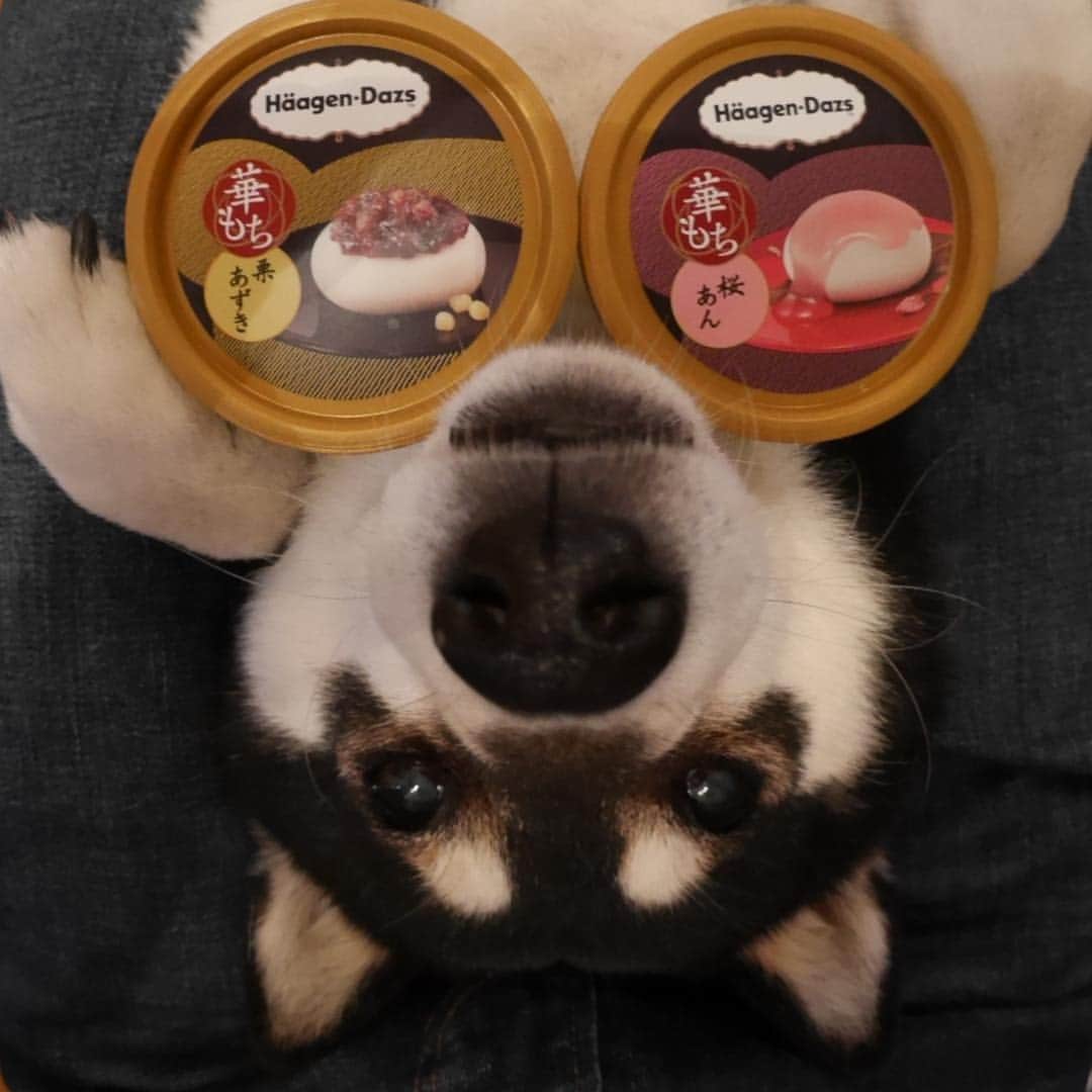 のインスタグラム：「#ハーゲンダッツ #HäagenDazs #華もち #華もち栗あずき #華もち桜あん  #黒柴 #柴犬 #和犬 #日本犬 #座敷犬 #シニア犬 #犬のいる暮らし #犬のいる生活 #わんこと一緒 #ふわもこ部 #わんだフォ #わんだふるjapan #fisheye #魚眼レンズ」
