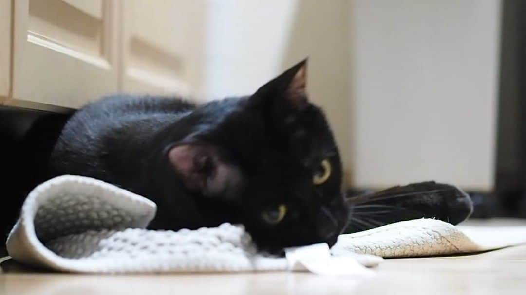 anemone_69のインスタグラム：「. ひとり遊び。 . . #ハカセとキョウジュ #ハカセとキョウジュmovie #猫動画 #猫ムービー #blackcat #黒猫 #cat #猫 . .」