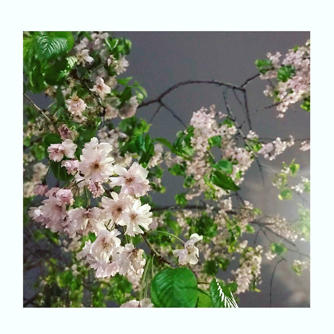 小澤陽子さんのインスタグラム写真 - (小澤陽子Instagram)「at work☻ * 🌸🌸2018年、今年の桜🌸🌸 今年は早かったですね〜😳 今年も綺麗でした(*´꒳`*)ʚ♥⃛ɞ * * 💡桜といえば〜〜… #といえば解説 #DNN 明日はいよいよ…‼️ ３歳世代の三冠レース、開幕戦！桜花賞です〜〜🌸✨ ワクワクが止まらない。 * *  取材情報満載の『よーこそ！KEIBA』ブログもUPしたので、よかったら見てください🏇♪ ネイルも、毎年恒例の桜花賞仕様で、準備万端です☺️🌸🌸 * * #桜コレクション #cherryblossoms #桜ときどきチューリップ🌷 #れいなさんとも見に行きました☺️💓 #今流行りのオフショルジャケット #私服 #ファッション #fashion #アナウンサー #アナウンサーファッション #おざよーfashion👗 #毎年入社式に合わせて飾られる社内の桜 #今年は美術の同期が担当したそう❀  #桜花賞 #３歳の女の子三冠レース👑初戦」4月7日 20時06分 - yoko.ozawa729