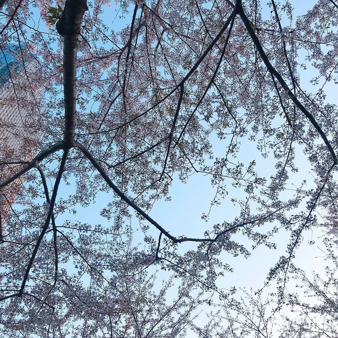 小澤陽子さんのインスタグラム写真 - (小澤陽子Instagram)「at work☻ * 🌸🌸2018年、今年の桜🌸🌸 今年は早かったですね〜😳 今年も綺麗でした(*´꒳`*)ʚ♥⃛ɞ * * 💡桜といえば〜〜… #といえば解説 #DNN 明日はいよいよ…‼️ ３歳世代の三冠レース、開幕戦！桜花賞です〜〜🌸✨ ワクワクが止まらない。 * *  取材情報満載の『よーこそ！KEIBA』ブログもUPしたので、よかったら見てください🏇♪ ネイルも、毎年恒例の桜花賞仕様で、準備万端です☺️🌸🌸 * * #桜コレクション #cherryblossoms #桜ときどきチューリップ🌷 #れいなさんとも見に行きました☺️💓 #今流行りのオフショルジャケット #私服 #ファッション #fashion #アナウンサー #アナウンサーファッション #おざよーfashion👗 #毎年入社式に合わせて飾られる社内の桜 #今年は美術の同期が担当したそう❀  #桜花賞 #３歳の女の子三冠レース👑初戦」4月7日 20時06分 - yoko.ozawa729