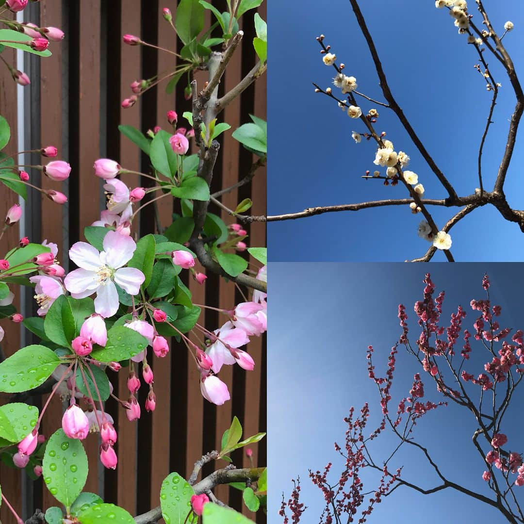 小澤陽子さんのインスタグラム写真 - (小澤陽子Instagram)「at work☻ * 🌸🌸2018年、今年の桜🌸🌸 今年は早かったですね〜😳 今年も綺麗でした(*´꒳`*)ʚ♥⃛ɞ * * 💡桜といえば〜〜… #といえば解説 #DNN 明日はいよいよ…‼️ ３歳世代の三冠レース、開幕戦！桜花賞です〜〜🌸✨ ワクワクが止まらない。 * *  取材情報満載の『よーこそ！KEIBA』ブログもUPしたので、よかったら見てください🏇♪ ネイルも、毎年恒例の桜花賞仕様で、準備万端です☺️🌸🌸 * * #桜コレクション #cherryblossoms #桜ときどきチューリップ🌷 #れいなさんとも見に行きました☺️💓 #今流行りのオフショルジャケット #私服 #ファッション #fashion #アナウンサー #アナウンサーファッション #おざよーfashion👗 #毎年入社式に合わせて飾られる社内の桜 #今年は美術の同期が担当したそう❀  #桜花賞 #３歳の女の子三冠レース👑初戦」4月7日 20時06分 - yoko.ozawa729