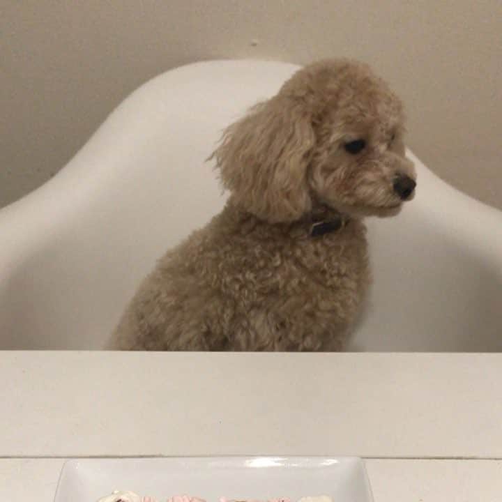 のインスタグラム：「ミルクがついに1歳になりました🐶 . 可愛い（ ; ; ） #おたんじょうびおめでとう」