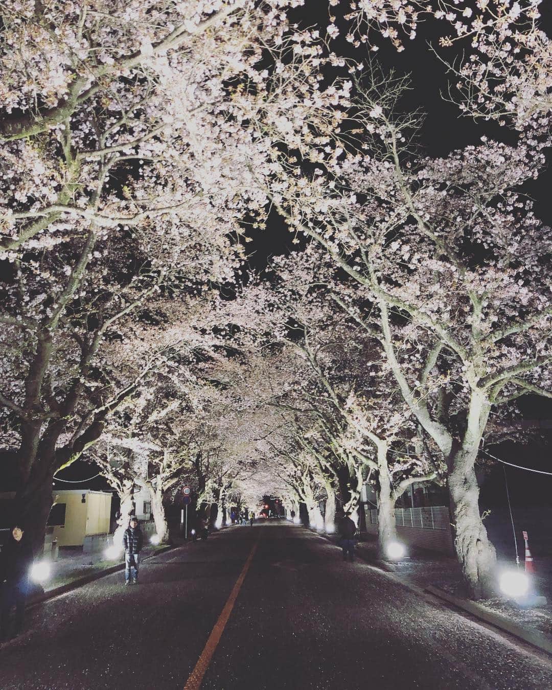 佐々木瞳さんのインスタグラム写真 - (佐々木瞳Instagram)「今年もきました 福島県富岡町の夜ノ森の桜🌸🌸🌸 今年のライトアップは昨年よりパワーアップ！ 少し雨で散っていたものの、 今年もその美しさは本物でした また来年もきます #福島県 #富岡町 #夜ノ森の桜 #さくら🌸  #ライトアップ #春」4月8日 7時47分 - hitomihappygirl1026