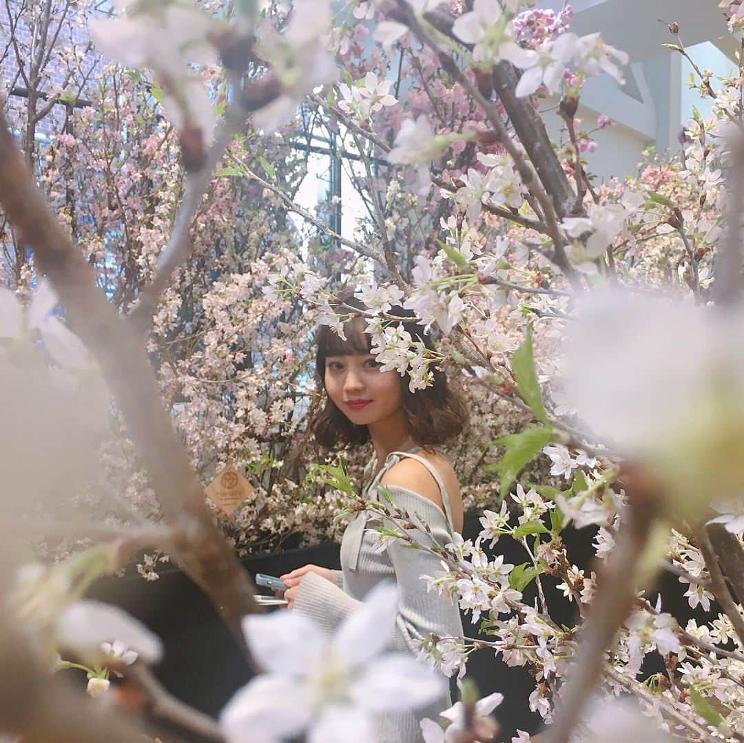 NANAMIさんのインスタグラム写真 - (NANAMIInstagram)「KIRINの生茶が開催しているイベント「HANAMI」に行ってきました🌸生茶と相性抜群のスイーツをゆったり桜を見ながら楽しみました💕もう外の桜は散っちゃってるけどここならまだお花見できるからぜひ行ってみてね♡部屋の中は桜のお花の香りがしてすごく癒されました〜〜💕 ちっちゃい時から飲んでるけどやっぱりお茶って言ったら生茶だなっ🍵 @namacha_official  #生茶 #生茶HANAMI #全方位サクラ #eskoyama #nana私服」4月8日 18時06分 - nanami023