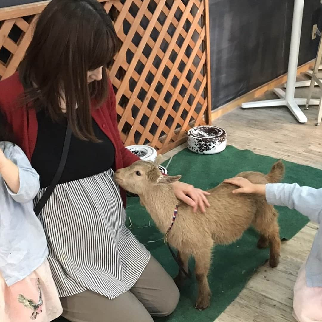 熊田曜子さんのインスタグラム写真 - (熊田曜子Instagram)「恒例のいちご狩り🍓 あきちゃんが動物と触れ合えるカフェに連れて行ってくれて 子供達も勇気を出して色んな動物を触ってたよ👧👧 1ヶ月半のシカの赤ちゃんが お腹の赤ちゃんが気になるのか ずっとお腹の近くにいたよ☺︎ #ほしのあき ちゃん #安田美沙子 ちゃん #いちご #いちご狩り #親子 #family #日曜日 #日曜日 #sunday #動物 #ひよこ #sweetmommy #sweetmommyootd #マタニティ #妊娠8ヶ月 #matanity」4月8日 19時26分 - kumadayoko