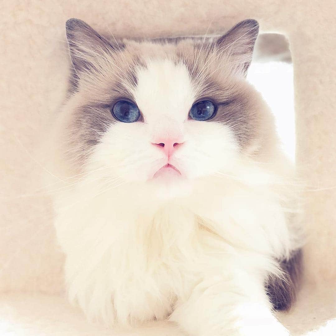 ポテトのインスタグラム：「加工が過ぎるのにゃ！！🤫💻 #ragdoll #ragdollcat #ragdollsofinstagram #instaragdoll #instacat #instagramcats #catsofinstagram #catlove #adorable #aww #pet #cat #neko #ラグドール #猫 #ネコ #ねこ #ねこ部」