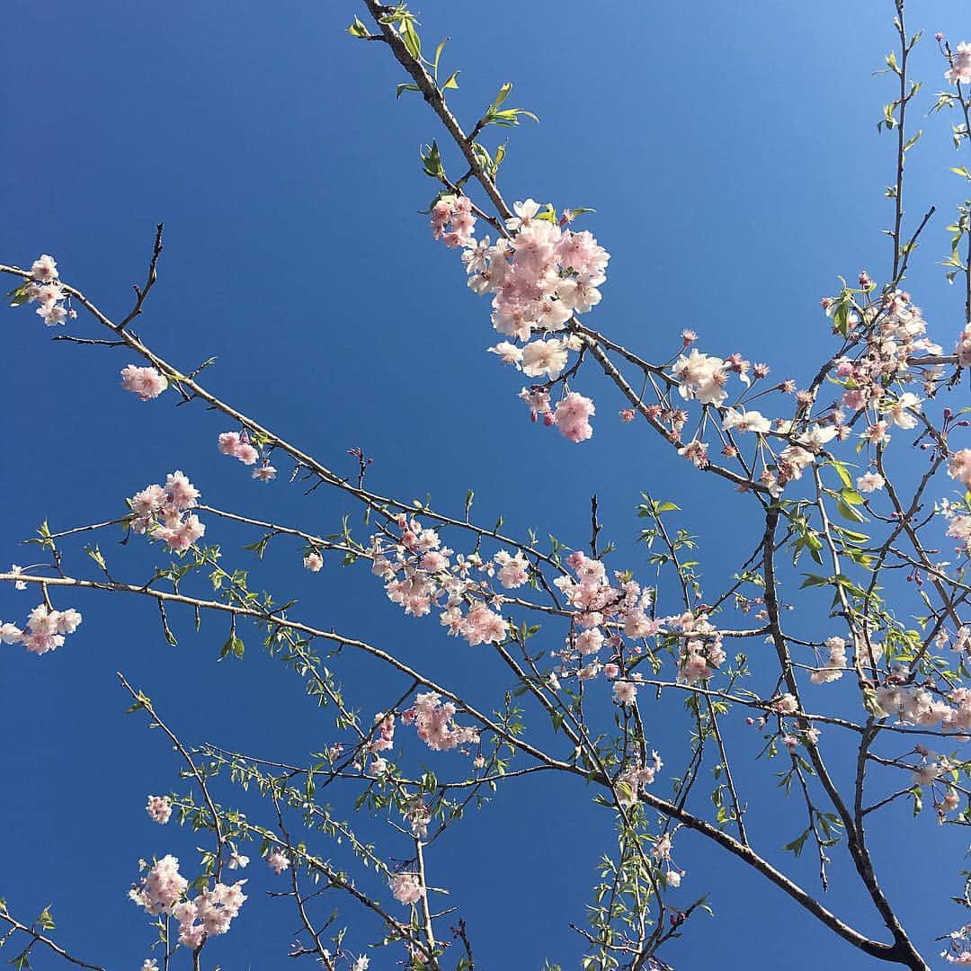 高岡未來のインスタグラム：「🌸ももうおわっちゃう〜 来年の桜もいまからすごくたのしみ」