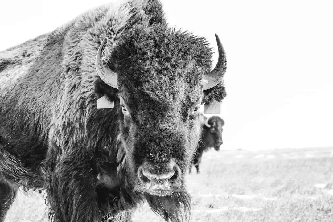 のインスタグラム：「Photos by @renan_ozturk  Learning about the magic of buffalo the last few days with the DuBray family as part of the ongoing @gatherfilm feature doc on NATIVE AMERICAN FOOD systems. ~  More from director @mrsanjayr - “Being an indigenous woman and a scientist? That’s something I think of all the time.” Elsie DuBray (@elsiedubray) of the Cheyenne River Lakota tribe is about to graduate Timber Lake High in Eagle Butte and will attend Stanford University in the fall. Earlier this week she won the High Plains Regional Science Fair and will compete at the Intel Science Fair in LA this May. “I chose to study the molecular properties of Buffalo [lipids] versus Beef. The Lakota people have known the benefits of Buffalo for centuries but without the science to prove this, it’ll be difficult to bring them back.” . . Elsie grew up on a Buffalo ranch owned and managed by her father and mother, Fred and Michelle DuBray. “It doesn’t seem like the western world takes traditional practices seriously,” said Fred who also founded the Inter Tribal Buffalo Cooperative. “But I think Elsie can use science to serve our people and tackle the problems that plague us - diabetes and other health issues. We were always healthy when we depended on the buffalo. We need to bring them back. When we can do that, our people will be ok.” . . Shot with all star crew-  @tanya_meillier @sterlinharjo @chzamag @shaandiin @daharbfilm @beaudubray @fndi303 @the11thhourproject @taylorfreesolo @thundervalleycdc @tankafund @cwsonderoptic @a.j._crankshaw . Please visit @renan_ozturk and @gatherfilm for more on this feature documentary film」