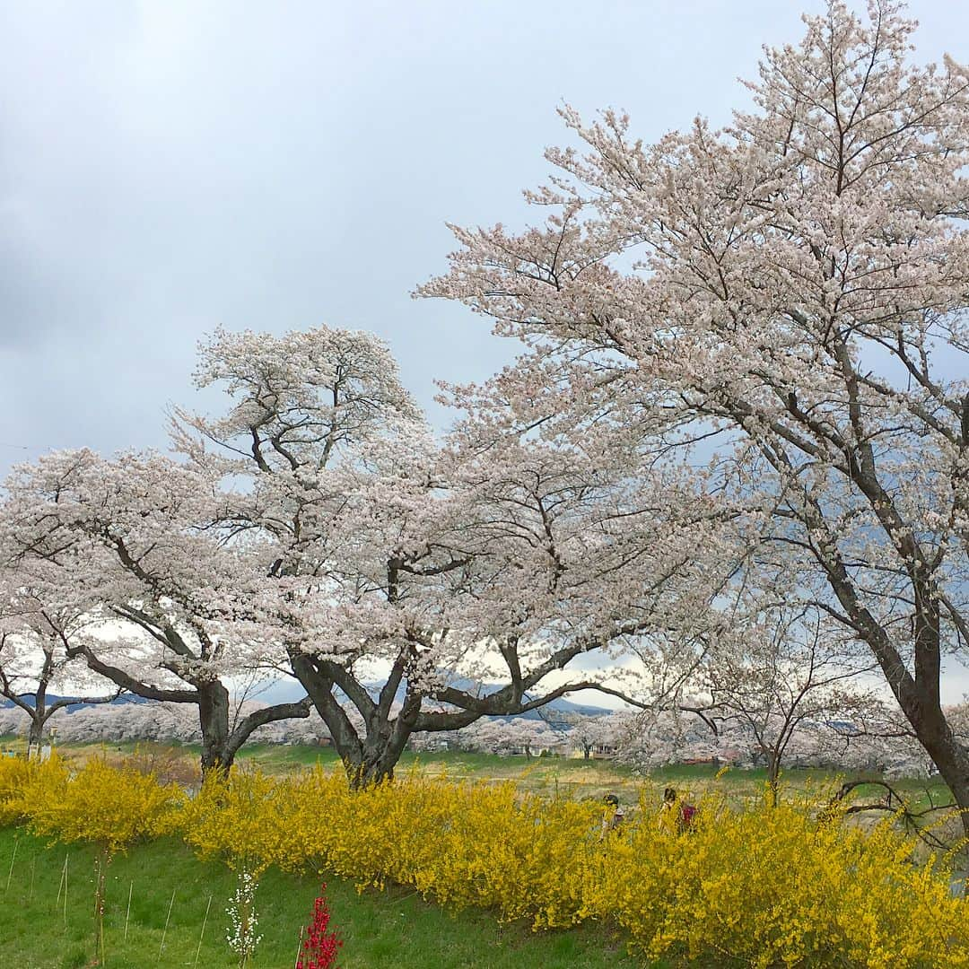 bon ponさんのインスタグラム写真 - (bon ponInstagram)「宮城県柴田郡大河原町の一目千本桜を観に行きました。 風が強くて寒かったけれど、見頃に間に合って良かったです。動画は電車の車窓から🌸🌸🌸 bon ・コート(GU) ・ボーダーTシャツ(UNIQLO) ・シャツ(UNIQLO) ・パンツ(UNIQLO) pon ・コート(ヤフオク) ・ボーダーTシャツ(UNIQLO) ・ブラウス(SM2) ・スカート(UNIQLO) ponのコートはヤフオクで落札した学生用のスクールコートです😅 #一目千本桜 #大河原町 #お花見 #夫婦 #60代 #ファッション #コーディネート #夫婦コーデ #グレイヘア #白髪 #共白髪 #couple #over60 #fashion #coordinate #outfit #ootd #instafashion #instaoutfit #instagramjapan #greyhair #bonpon511」4月9日 21時11分 - bonpon511