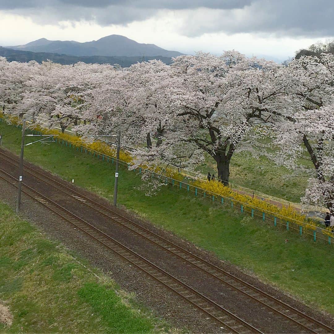bon ponさんのインスタグラム写真 - (bon ponInstagram)「宮城県柴田郡大河原町の一目千本桜を観に行きました。 風が強くて寒かったけれど、見頃に間に合って良かったです。動画は電車の車窓から🌸🌸🌸 bon ・コート(GU) ・ボーダーTシャツ(UNIQLO) ・シャツ(UNIQLO) ・パンツ(UNIQLO) pon ・コート(ヤフオク) ・ボーダーTシャツ(UNIQLO) ・ブラウス(SM2) ・スカート(UNIQLO) ponのコートはヤフオクで落札した学生用のスクールコートです😅 #一目千本桜 #大河原町 #お花見 #夫婦 #60代 #ファッション #コーディネート #夫婦コーデ #グレイヘア #白髪 #共白髪 #couple #over60 #fashion #coordinate #outfit #ootd #instafashion #instaoutfit #instagramjapan #greyhair #bonpon511」4月9日 21時11分 - bonpon511