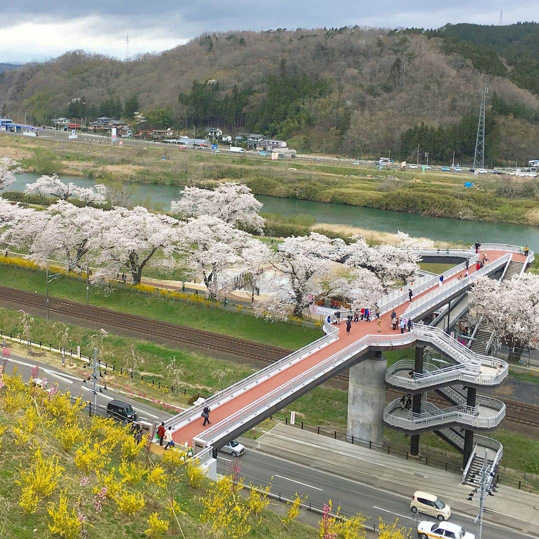 bon ponさんのインスタグラム写真 - (bon ponInstagram)「宮城県柴田郡大河原町の一目千本桜を観に行きました。 風が強くて寒かったけれど、見頃に間に合って良かったです。動画は電車の車窓から🌸🌸🌸 bon ・コート(GU) ・ボーダーTシャツ(UNIQLO) ・シャツ(UNIQLO) ・パンツ(UNIQLO) pon ・コート(ヤフオク) ・ボーダーTシャツ(UNIQLO) ・ブラウス(SM2) ・スカート(UNIQLO) ponのコートはヤフオクで落札した学生用のスクールコートです😅 #一目千本桜 #大河原町 #お花見 #夫婦 #60代 #ファッション #コーディネート #夫婦コーデ #グレイヘア #白髪 #共白髪 #couple #over60 #fashion #coordinate #outfit #ootd #instafashion #instaoutfit #instagramjapan #greyhair #bonpon511」4月9日 21時11分 - bonpon511