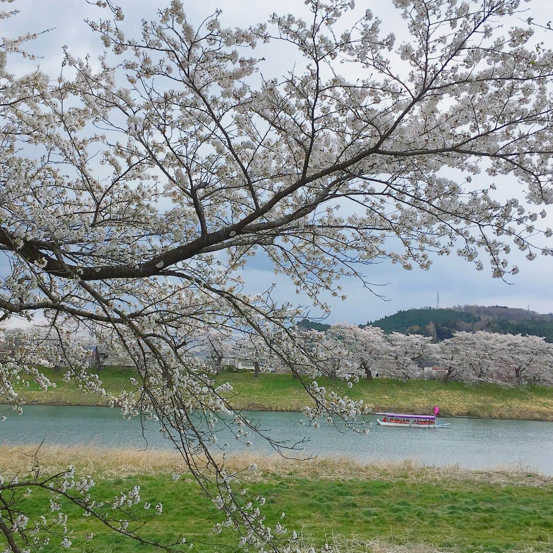 bon ponさんのインスタグラム写真 - (bon ponInstagram)「宮城県柴田郡大河原町の一目千本桜を観に行きました。 風が強くて寒かったけれど、見頃に間に合って良かったです。動画は電車の車窓から🌸🌸🌸 bon ・コート(GU) ・ボーダーTシャツ(UNIQLO) ・シャツ(UNIQLO) ・パンツ(UNIQLO) pon ・コート(ヤフオク) ・ボーダーTシャツ(UNIQLO) ・ブラウス(SM2) ・スカート(UNIQLO) ponのコートはヤフオクで落札した学生用のスクールコートです😅 #一目千本桜 #大河原町 #お花見 #夫婦 #60代 #ファッション #コーディネート #夫婦コーデ #グレイヘア #白髪 #共白髪 #couple #over60 #fashion #coordinate #outfit #ootd #instafashion #instaoutfit #instagramjapan #greyhair #bonpon511」4月9日 21時11分 - bonpon511