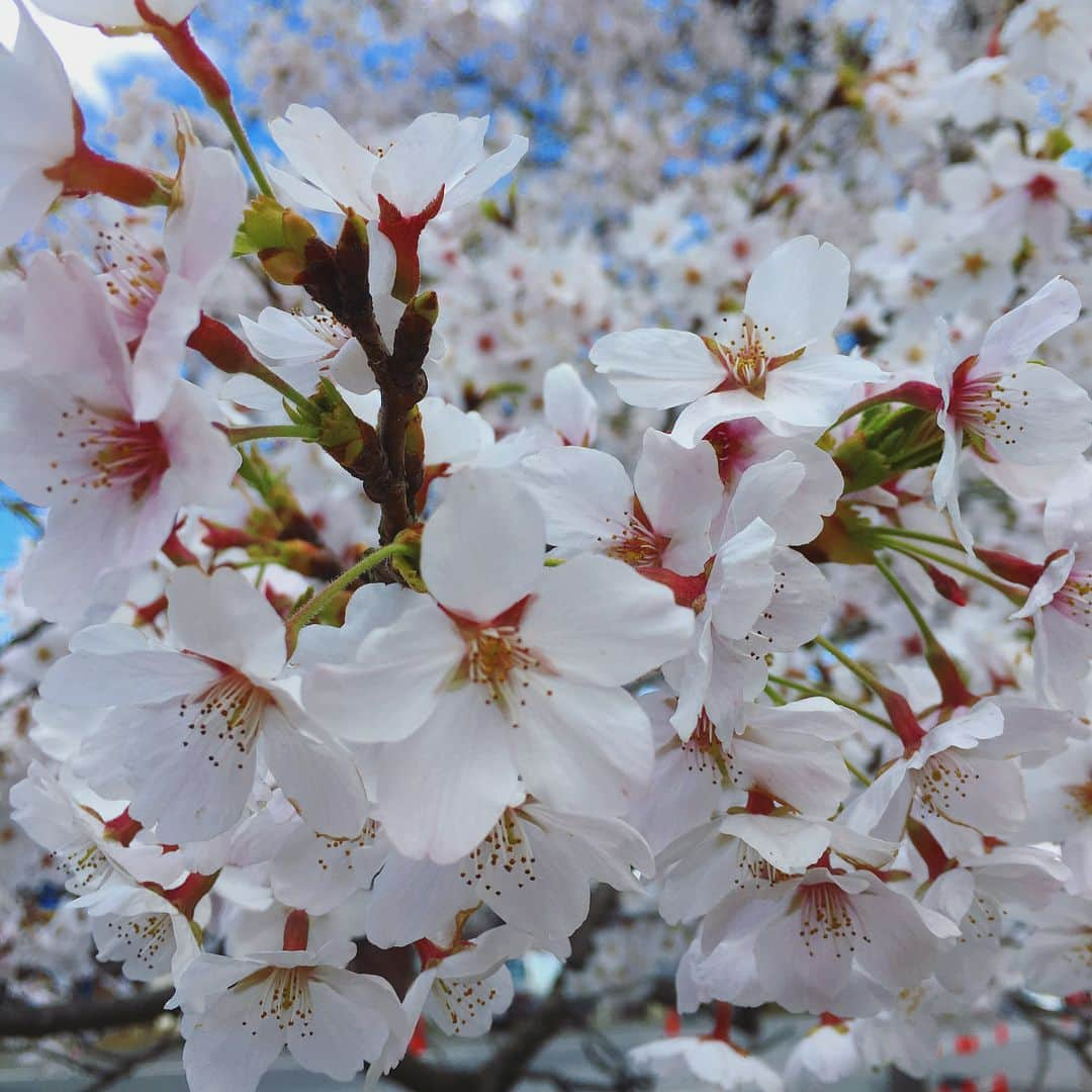 bon ponさんのインスタグラム写真 - (bon ponInstagram)「宮城県柴田郡大河原町の一目千本桜を観に行きました。 風が強くて寒かったけれど、見頃に間に合って良かったです。動画は電車の車窓から🌸🌸🌸 bon ・コート(GU) ・ボーダーTシャツ(UNIQLO) ・シャツ(UNIQLO) ・パンツ(UNIQLO) pon ・コート(ヤフオク) ・ボーダーTシャツ(UNIQLO) ・ブラウス(SM2) ・スカート(UNIQLO) ponのコートはヤフオクで落札した学生用のスクールコートです😅 #一目千本桜 #大河原町 #お花見 #夫婦 #60代 #ファッション #コーディネート #夫婦コーデ #グレイヘア #白髪 #共白髪 #couple #over60 #fashion #coordinate #outfit #ootd #instafashion #instaoutfit #instagramjapan #greyhair #bonpon511」4月9日 21時11分 - bonpon511