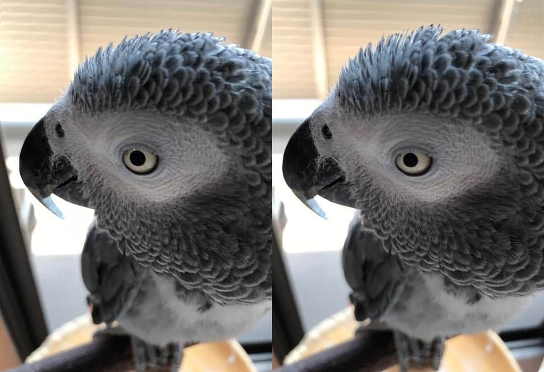 内田美奈子のインスタグラム：「ジャンリュック交差法  #africangrayparrot #parrot #ヨウム ‪」