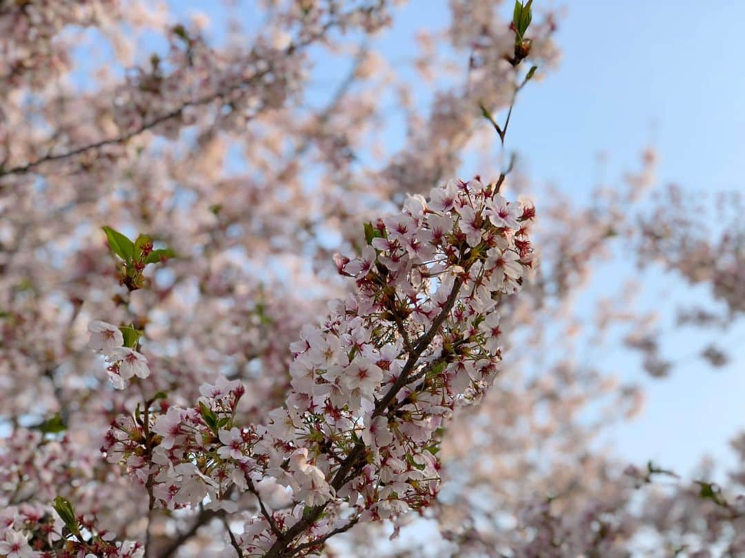 七菜香さんのインスタグラム写真 - (七菜香Instagram)「bye bye SAKURA👋🏼🌸 また来年(*ﾟ∀ﾟ*) ・ ・ #sakura #cherryblossom #spring #pink #cute #flowers #selfie #couple #husband #love #gooddays #happy #osaka #instagood #럽스타그램 #셀스타그램 #👫 #🌸 #たまご顔 #おでこもたまご」4月10日 11時41分 - nanaka0118