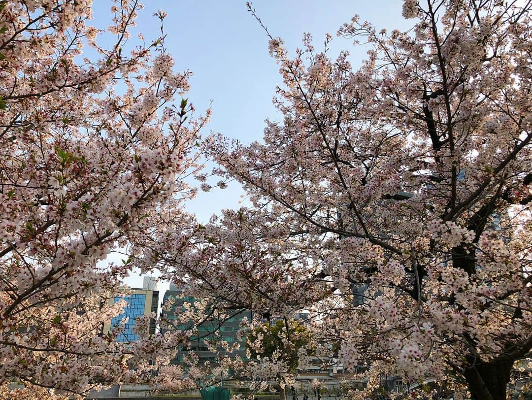 七菜香さんのインスタグラム写真 - (七菜香Instagram)「bye bye SAKURA👋🏼🌸 また来年(*ﾟ∀ﾟ*) ・ ・ #sakura #cherryblossom #spring #pink #cute #flowers #selfie #couple #husband #love #gooddays #happy #osaka #instagood #럽스타그램 #셀스타그램 #👫 #🌸 #たまご顔 #おでこもたまご」4月10日 11時41分 - nanaka0118