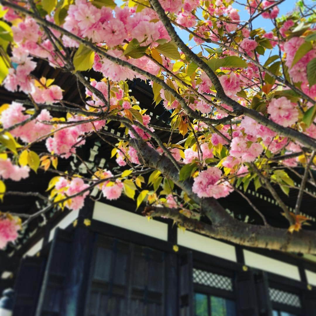 SuMiKaのインスタグラム：「＼春ですね／ ✨@sumika_living 【 #好きに暮らそうsumika 】をつけてあなたのおうちの写真をアップしてね！ 暮らしのマガジン「SuMiKaマガジン」に掲載されるかも？ ✨ オフィスがある鎌倉から。ソメイヨシノは葉桜になったけど、牡丹桜がいまは綺麗です。  #たまには住宅以外の写真も #鎌倉 #日常風景 #本覚寺 #牡丹桜 #建築家とつくる家  #マイホーム計画 #リビング #無垢フローリング #好きに暮らそうsumika」