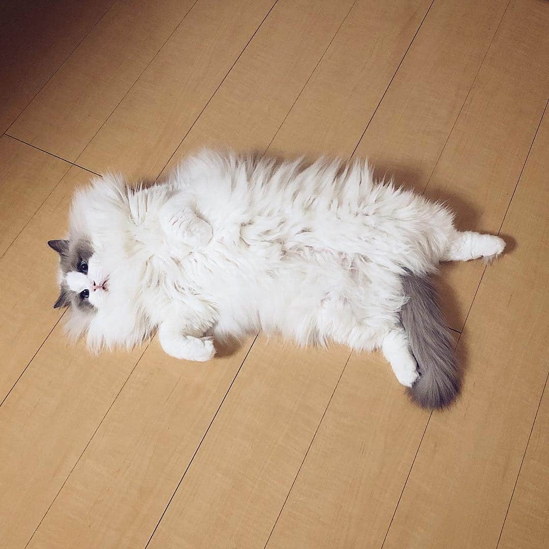 ポテトさんのインスタグラム写真 - (ポテトInstagram)「ドーーーーーーーン！！！！！！！！🌋 首回りどうなってるんだよ〜😂 #ragdoll #ragdollcat #ragdollsofinstagram #instaragdoll #instacat #instagramcats #catsofinstagram #catlove #adorable #aww #pet #cat #neko #ラグドール #猫 #ネコ #ねこ #ねこ部」4月10日 18時20分 - _akurah