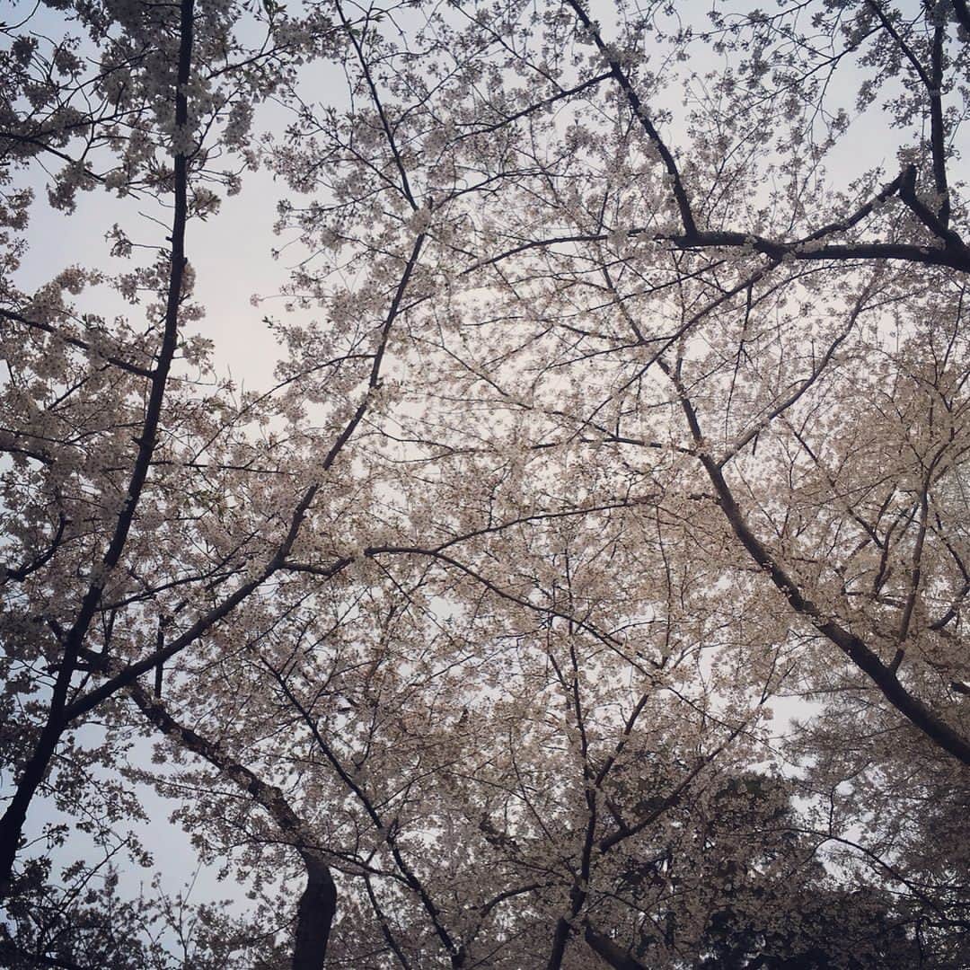 遥天翼のインスタグラム：「先週の雨でやっぱり散っちゃった桜。もう芽吹いてた。残念。でも日光サル軍団がショーやってた。良いもの見れた。  #高田公園」