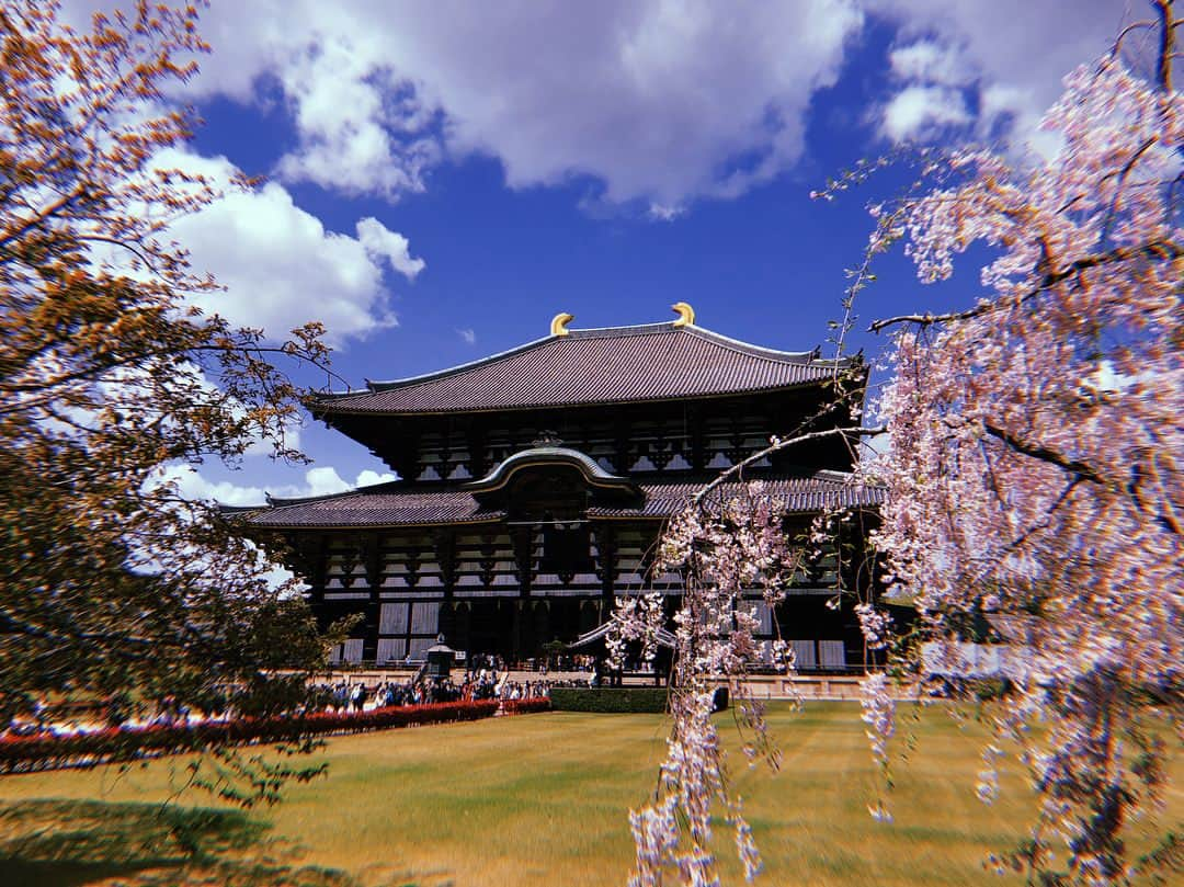 伊藤ゆりさんのインスタグラム写真 - (伊藤ゆりInstagram)「お母さんと奈良・京都へ旅に出た！ 桜散るらむ、、桜の時期がわからない常識知らずにへこむヽ(´▽｀)/ までもお母さんとゆっくりできたし お部屋もラージサイズになったし 一乗寺の極鳥たべれたし なによりたかこに会えたしよかったったったヽ(´▽｀)/💨💨 . #春日大社 #春日大社参道 #東大寺 #東大寺大仏殿 #ちょっと桜 #東大寺ミュージアム #嵐山 #よしむら #トロッコ電車 #八阪神社 #平宗奈良店 #柿の葉寿司 #環奈 #茶粥 #一乗寺 #極鳥 #エクシブ京都離宮 #オークホステル奈良」4月10日 23時11分 - ito0aiueorange