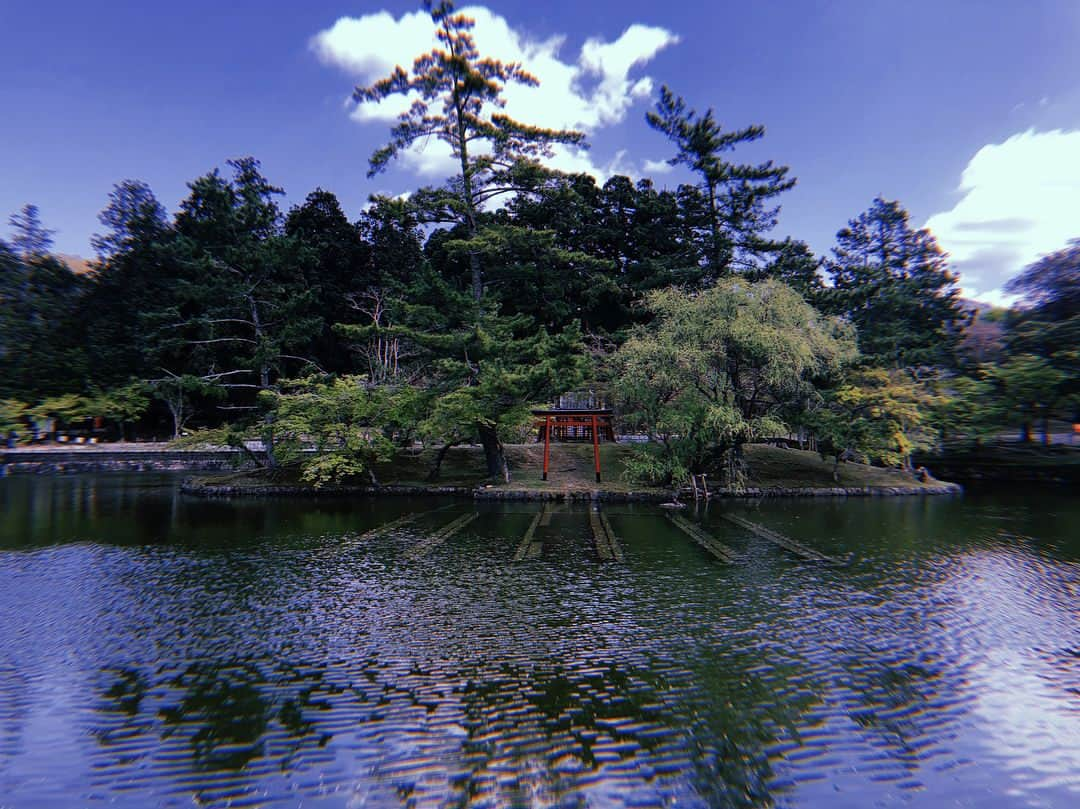 伊藤ゆりさんのインスタグラム写真 - (伊藤ゆりInstagram)「お母さんと奈良・京都へ旅に出た！ 桜散るらむ、、桜の時期がわからない常識知らずにへこむヽ(´▽｀)/ までもお母さんとゆっくりできたし お部屋もラージサイズになったし 一乗寺の極鳥たべれたし なによりたかこに会えたしよかったったったヽ(´▽｀)/💨💨 . #春日大社 #春日大社参道 #東大寺 #東大寺大仏殿 #ちょっと桜 #東大寺ミュージアム #嵐山 #よしむら #トロッコ電車 #八阪神社 #平宗奈良店 #柿の葉寿司 #環奈 #茶粥 #一乗寺 #極鳥 #エクシブ京都離宮 #オークホステル奈良」4月10日 23時11分 - ito0aiueorange