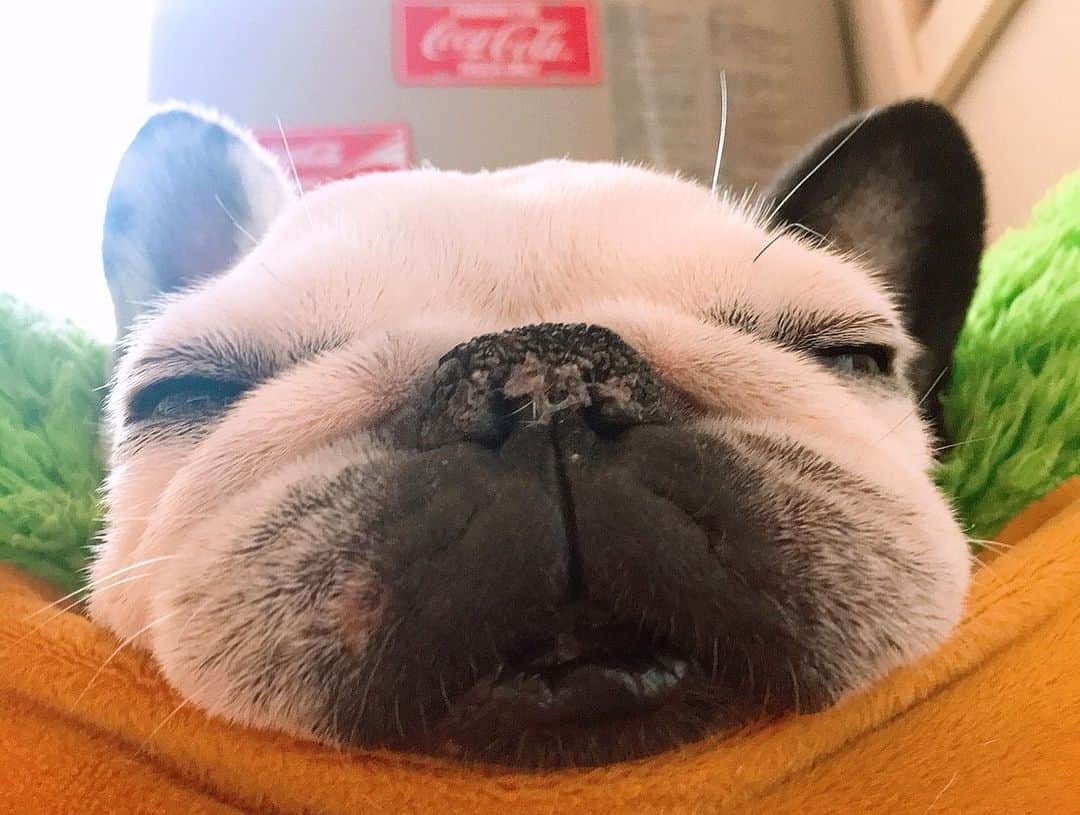 菅又菜摘（ナツ）さんのインスタグラム写真 - (菅又菜摘（ナツ）Instagram)「くち！笑 なんでそんなに可愛いの😫💓 鼻がカサカサだよ笑 #愛犬 #こつぶ #小粒 #11歳 #kotsubu #hokkaido #sapporo #frenchbulldog #bulldog #dog #フレブル #フレンチブルドッグ  #北海道 #札幌 #道産子 #🐶」4月10日 23時12分 - kogenatsu920