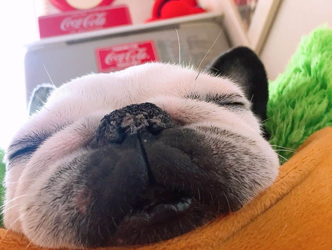 菅又菜摘（ナツ）さんのインスタグラム写真 - (菅又菜摘（ナツ）Instagram)「くち！笑 なんでそんなに可愛いの😫💓 鼻がカサカサだよ笑 #愛犬 #こつぶ #小粒 #11歳 #kotsubu #hokkaido #sapporo #frenchbulldog #bulldog #dog #フレブル #フレンチブルドッグ  #北海道 #札幌 #道産子 #🐶」4月10日 23時12分 - kogenatsu920