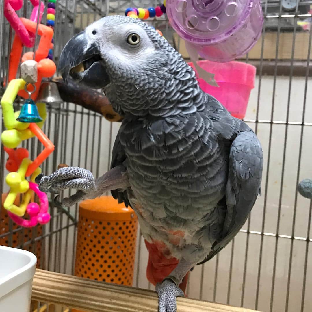 内田美奈子のインスタグラム：「やっとおやつもらえた  #africangrayparrot #parrot #ヨウム」