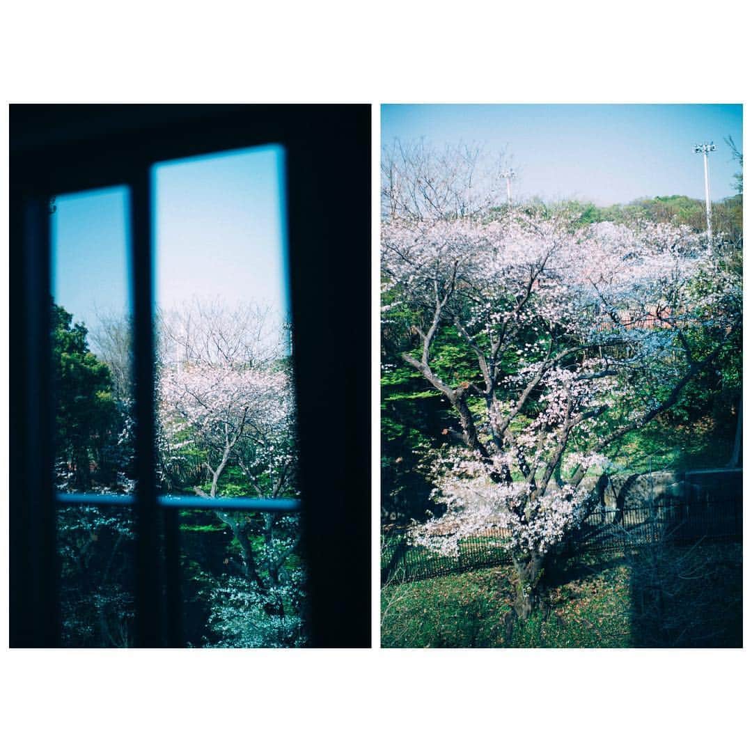 三瓶康友のインスタグラム：「Thank you my room. 部屋から桜が見られることを、 一年前は気にも留めなかった。 #goodbye #cherryblossom」