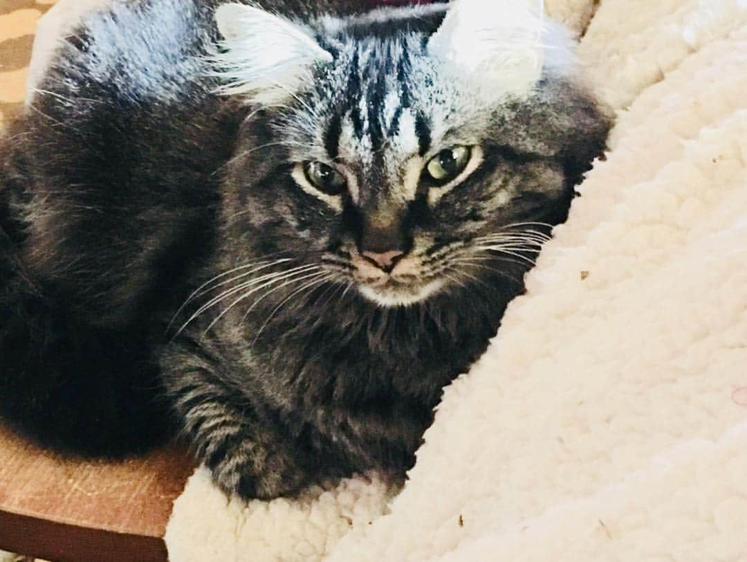 Spangles The Cross Eyed Kittyのインスタグラム：「My pretty boy, Sadie Rose🌹♥️ #SadieRose #PrettyBoy」