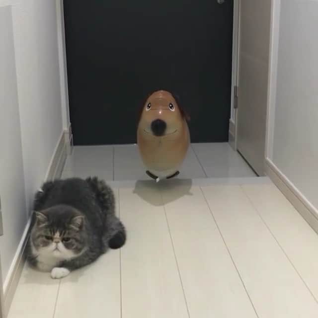 Paw Heartのインスタグラム：「😂 By @cyura.gaju . Follow @pawheart 🐾❤️」