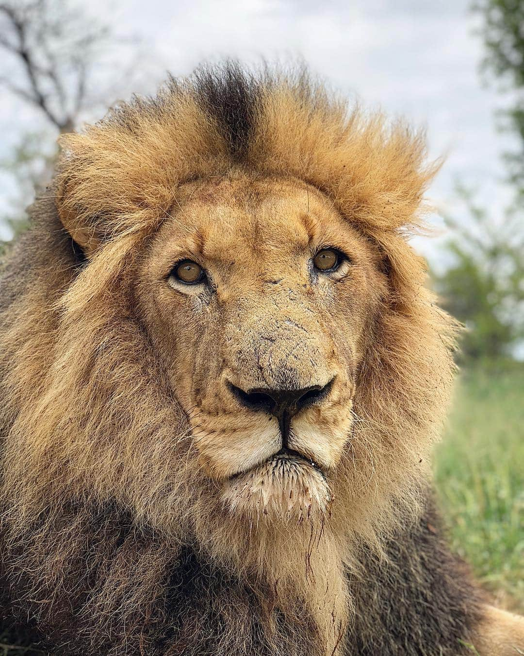 Kevin Richardson LionWhisperer さんのインスタグラム写真 - (Kevin Richardson LionWhisperer Instagram)「UPDATE: Over a year ago this lion, Bongani was diagnosed with FIP (Feline Infectious Peritonitis), a death sentence in cats. The prognosis was poor but there was something in his eye’s saying, “don’t give up on me Kev.” He was hospitalized for a few weeks at #oldchapelvetclinic and was skin and bones. When Dr Caldwell released him back into our care he told me to hope for the best but prepare for the worst. Bongani has got the fighting spirit of a ..........well, ........... a lion and has gone from strength to strength. He’s picked up weight, got that glisten in his eyes again and his mane is looking full and healthy. He’s got his energy back and comes running to greet me when I visit him and lives for his citronella spray and a good brushing. Thank you to all who have been involved in Bongani’s life and recovery. #nevergiveup #fightingspirit #bongani #inspirational #handsomeboy #FIP #felineinfectiousperitonitis」4月25日 22時41分 - lionwhisperersa