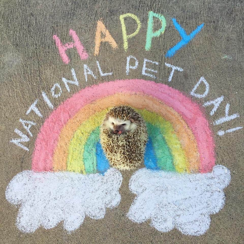 ハフさんのインスタグラム写真 - (ハフInstagram)「Happy #nationalpetday y’all! 🐾 Featured is our late Huffington, our cuddle bug Fluff, RJ cat, Berry cat, and my wittle Biscuit that passed away a few months ago... We are so lucky to have animals in our lives whether it be for a short time or for a what seems like a lifetime. They are so wholesome and full of love. Give your fur babies some extra hugs & treats today! ❤️🌈」4月12日 0時43分 - huffyhedgehogs