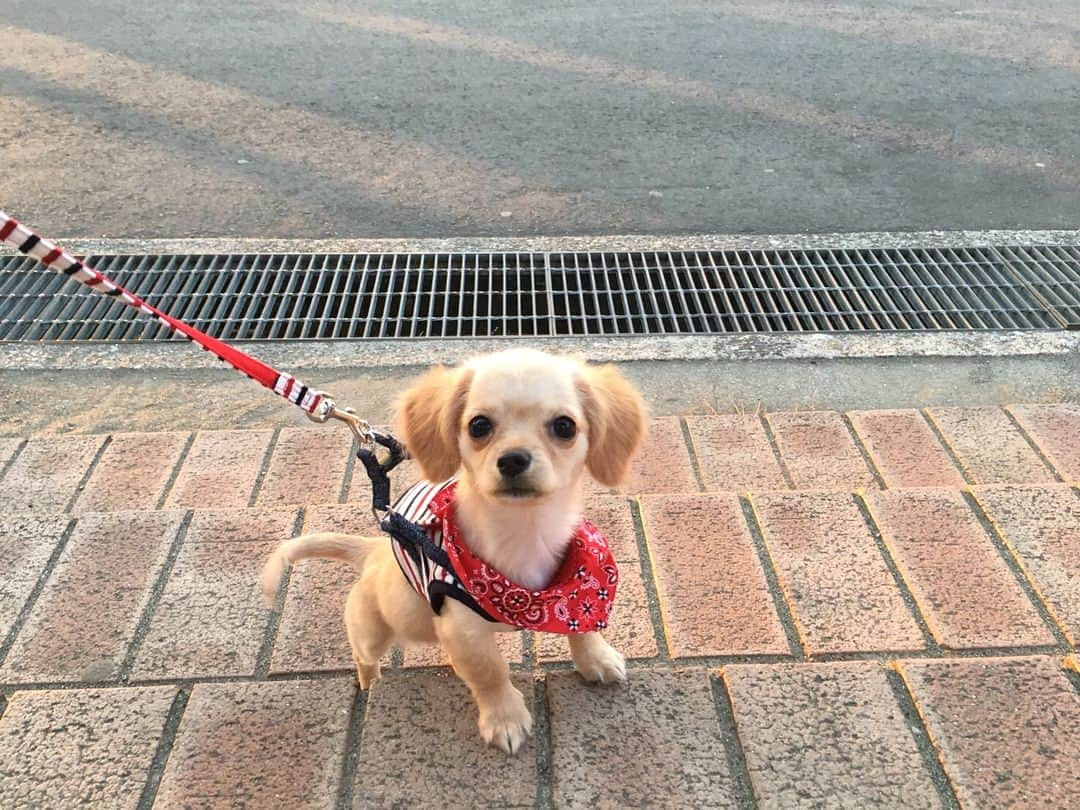 伊地知大樹さんのインスタグラム写真 - (伊地知大樹Instagram)「. こむぎ初お散歩🐶inお台場☀️ . #かわいすぎるなぁ #成長してるなぁ #次はどこに行こうかなぁ . #チワックス #チワワ #ダックス #チワックス倶楽部 #犬バカ部 #犬のいる暮らし #dog #dogstagram #dogsofinstagram」4月11日 16時58分 - pistachio_ijichi