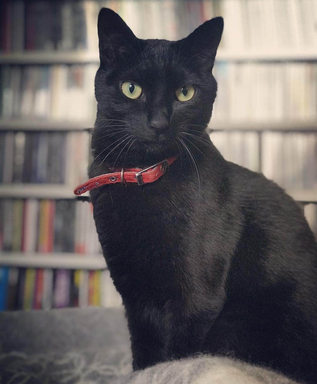 のインスタグラム：「珍しくキリッと撮れたね、ダン坊。 #黒猫 #carp首輪 #カープ3連敗中」