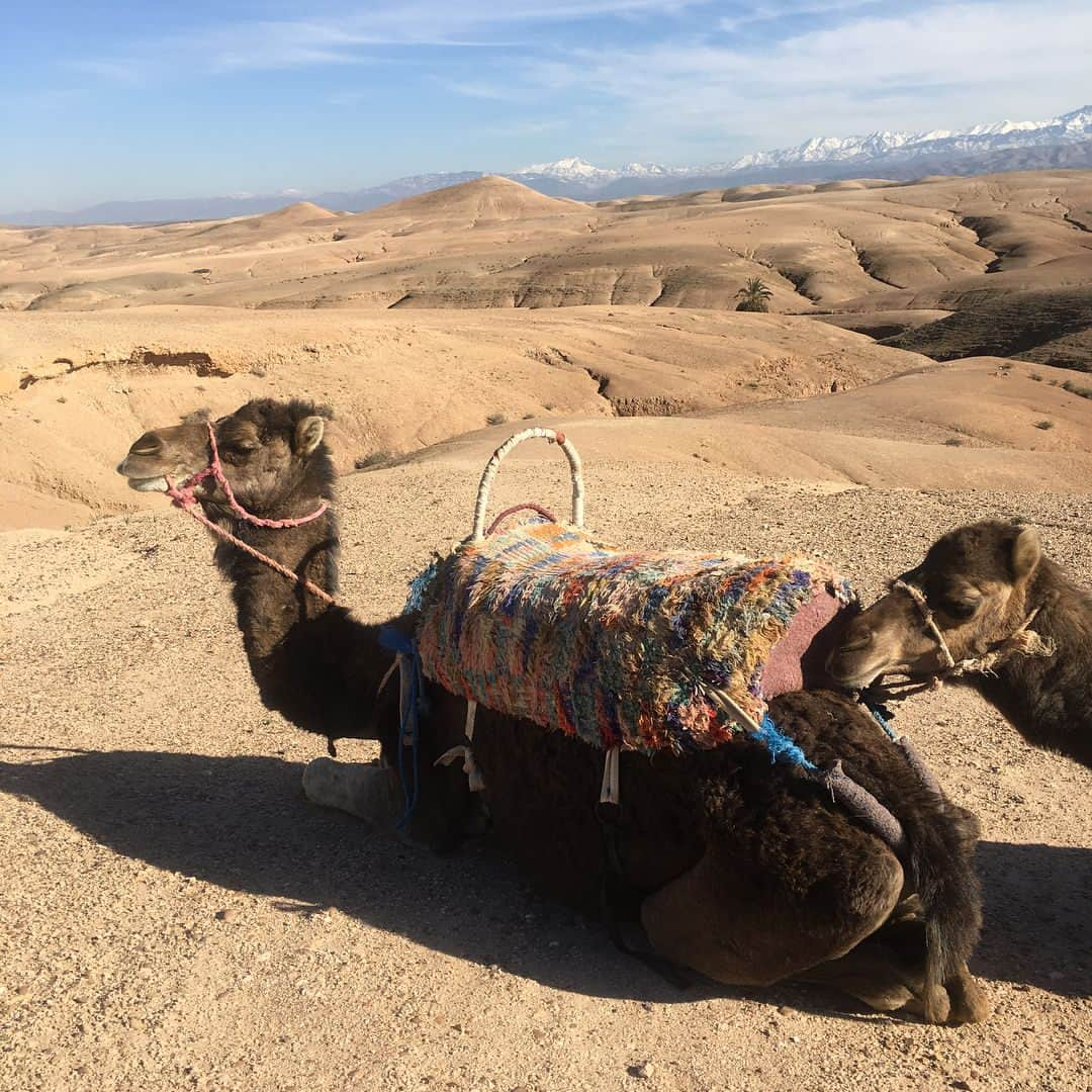 西野七瀬さんのインスタグラム写真 - (西野七瀬Instagram)「なぁちゃんのいるところには自然と動物たちが集まってくるから不思議。モロッコではフォトブックに収録されないものも含めて、ラクダ、犬&猫、カメ、カメレオン、羊…etc.たくさんの生き物との出会いがありました♡  #西野七瀬 #乃木坂46 #西野七瀬1stフォトブック #わたしのこと #5月9日発売 #なぁちゃんが乗ったラクダは後ろの子です #ちなみに女の子」4月11日 18時04分 - nanase_1st