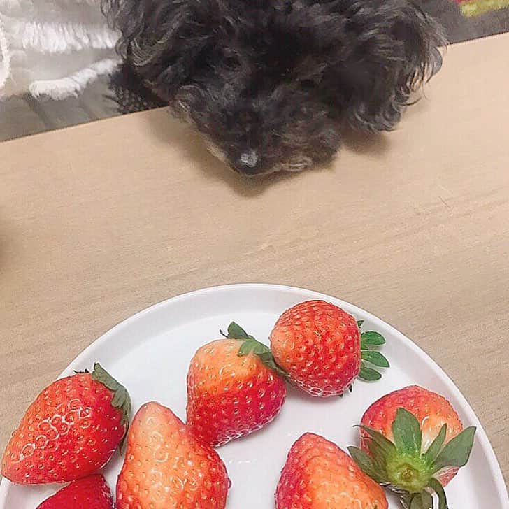 山根 栞菜のインスタグラム：「🐩🍓❤️」