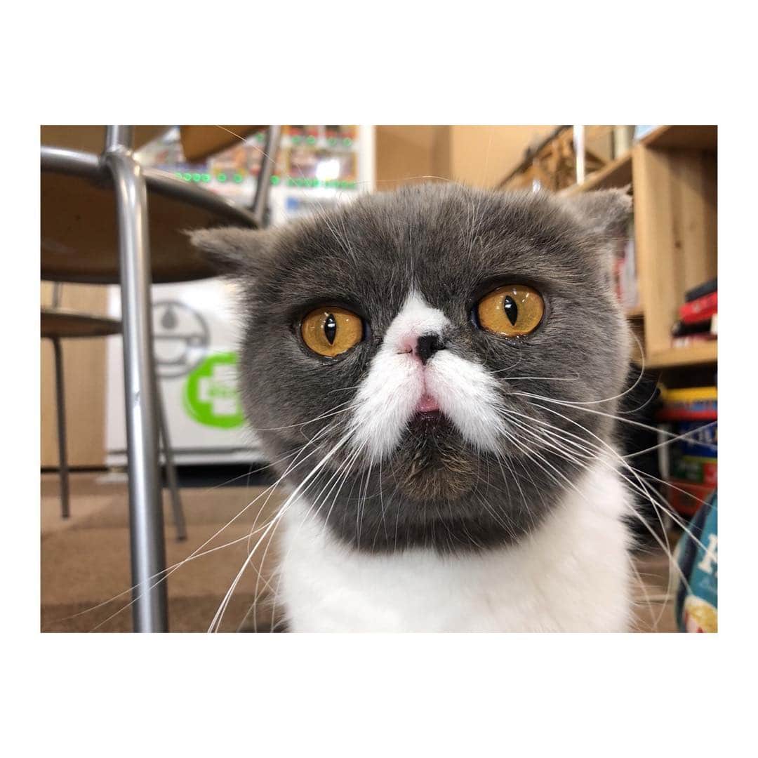 タカシさんのインスタグラム写真 - (タカシInstagram)「にゃー。  #猫 #猫マニア」4月12日 13時06分 - takashi_yade07