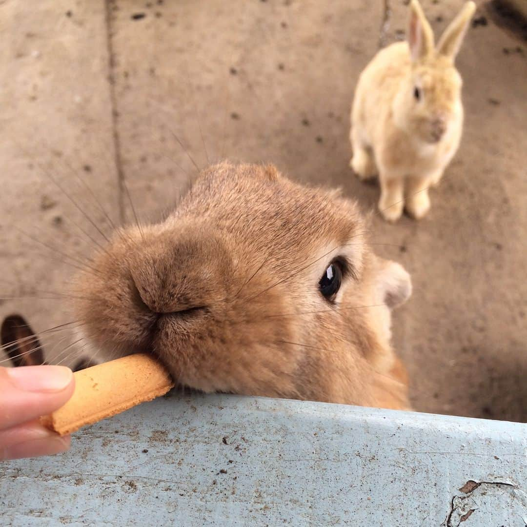 高見侑里さんのインスタグラム写真 - (高見侑里Instagram)「◡̈♥︎ お友達のうさぎに会いに…🐰❤️ 写真２枚目以降は以前#山﨑夕貴 ちゃんと伊豆大島を訪れたときのもの☺︎ 卯年生まれだからか、結構うさぎが好きです♡」4月12日 18時17分 - yuri_takami_official