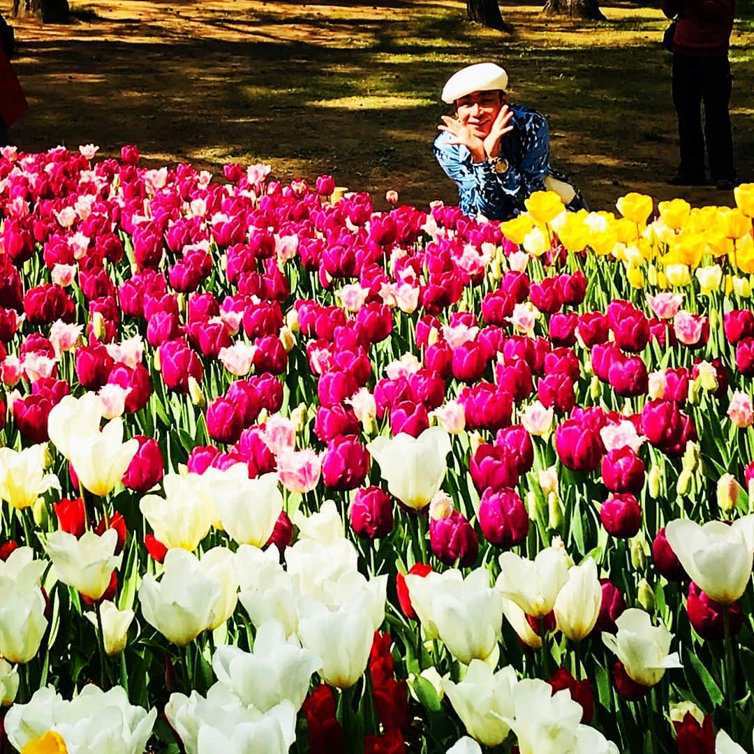 美川憲二さんのインスタグラム写真 - (美川憲二Instagram)「チューリップ畑だよ〜🌷🌷🌷🌷🌷🌷🌷🌷😍💕💕💕💕💕💕 気分は 花の子ルンルン‼️😘 #ひたち海浜公園  #チューリップ畑  #綺麗に咲いてる  #気分は花の子ルンルン  #あはははは  #美川憲二 #ものまね」4月12日 18時31分 - mikawakenji